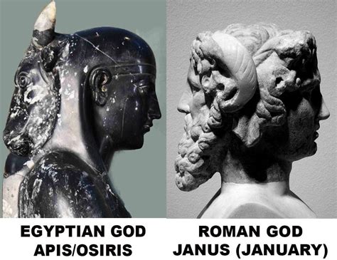Egyptian Junus .